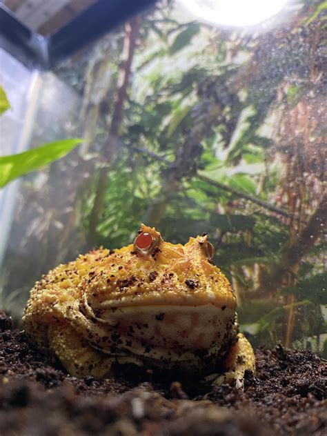 “your politics bore me” : r/pacmanfrog