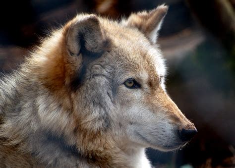 Unleash the Spirit of Adventure: Ride with Indian Chief and White Timber Wolf