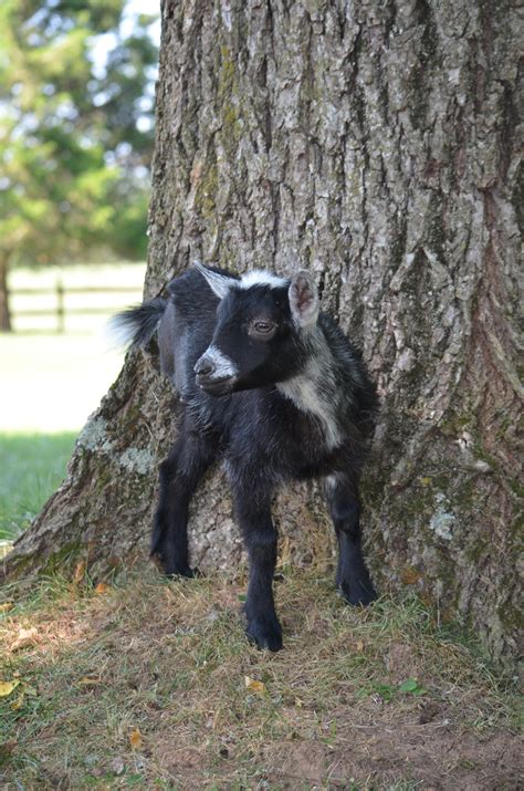 Poplar Spring Animal Sanctuary : Volunteering at Poplar Spring Animal ...