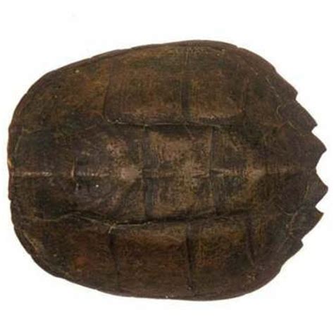 Sea Turtle Shell 的图像结果