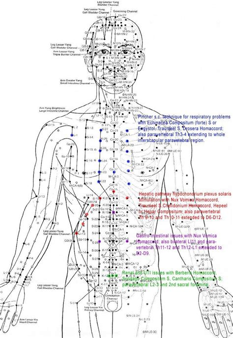 Meridian Charts For Acupuncture - Educational Chart Resources