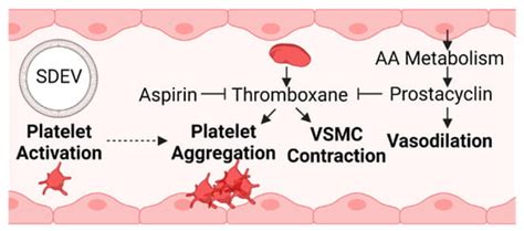 Vascular Dysfunction in Preeclampsia
