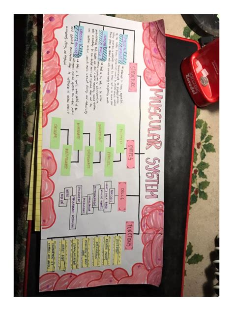 Image result for Musculoskeletal System Concept Map