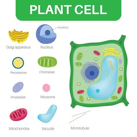 Plant Cell Labeled Nucleoplasm at Carmen Gaines blog