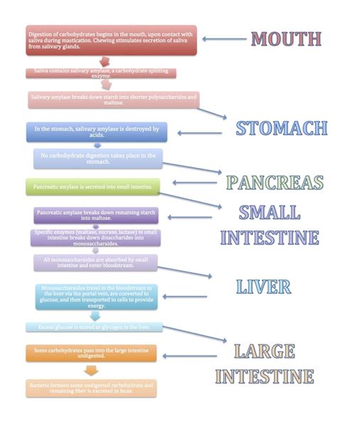 How Are Carbs Digested 的图像结果