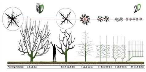 Agronomy | Special Issue : Innovation in New Varieties, New Rootstocks ...