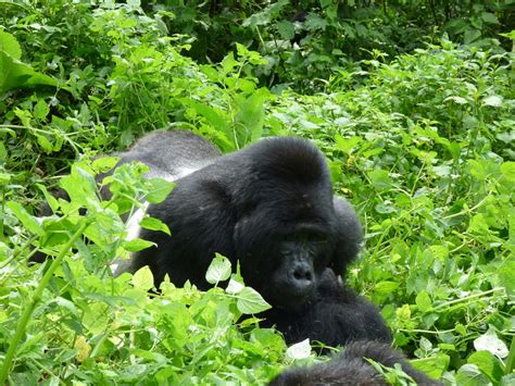 Do Silverback Gorillas Eat Meat?