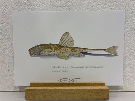 Rineloricaria microlepidogaster Postcard | Osakanacraft