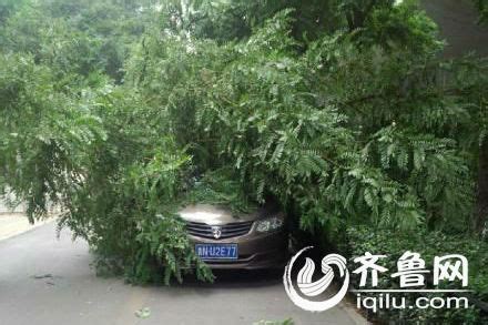 杭州西湖断桥旁的7棵柳树被月季取代？景区回应_手机新浪网