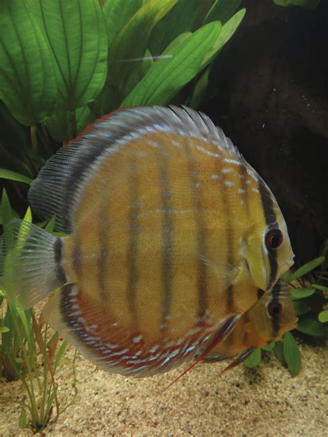 Image result for Discus Fish for Beginners