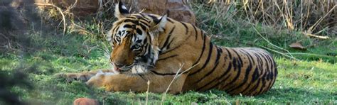 Kaila Devi Wildlife Sanctuary, Rajasthan - Timings, History and Travel ...