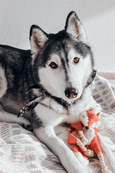 Can Dogs Eat Imitation Crab? [MUST KNOW FACTS!!] | Dope Dog