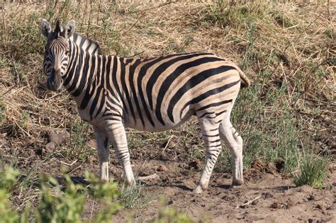 Definitive Guide To Burchell's Zebra Facts, Habitat, Conservation Status, Zoo Populations ...