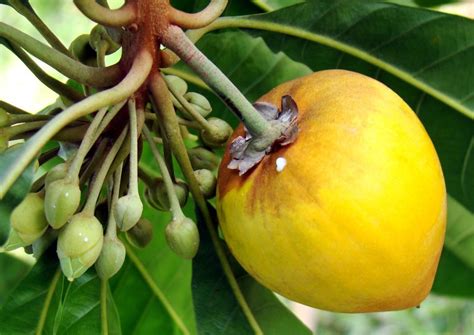 Egg fruit plant – ASHIYANA STORE