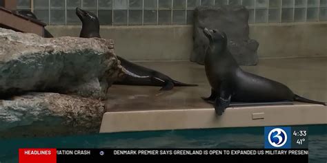 Image result for JavaScript Language Animal