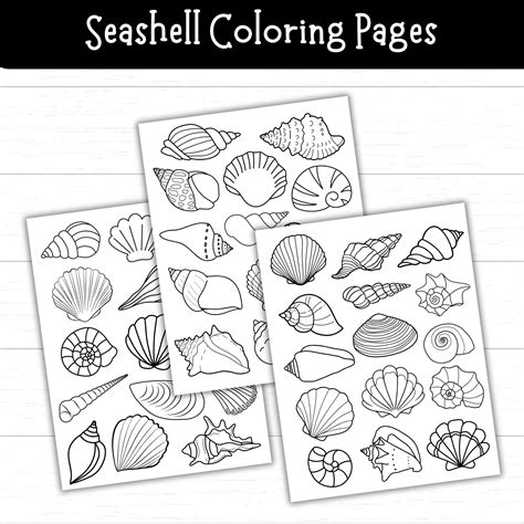 Sea Shells Coloring Pages Printable [2025]