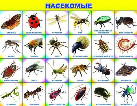 Насекомые - картинки для детей в садик и в школу.