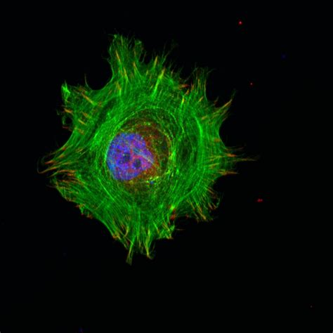 Vinculin antibody (26520-1-AP) | Proteintech