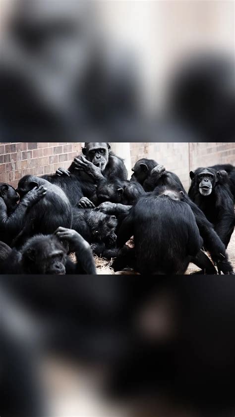 Image result for Sharp Memory Examples