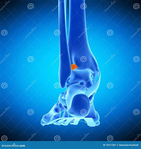 The Anterior Tibiofibular Ligament Royalty-Free Illustration ...