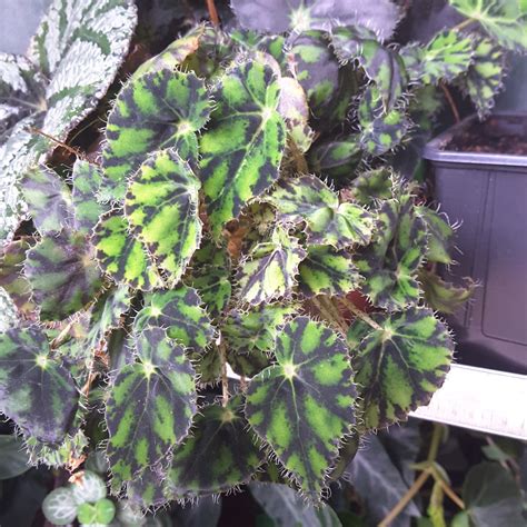 Begonia Nz Buy at Jasper Gunson blog