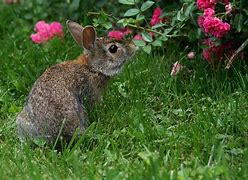 Image result for Midwest Cottontail Baby