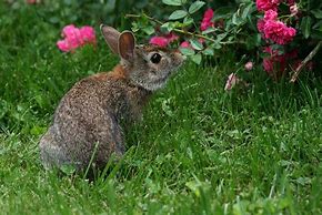 Image result for Wild Eastern Cottontail Rabbit Babies