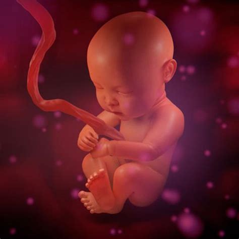 孕早期受精卵如何变成胎儿？十张过程图带你了解，我们都是最棒的 - 知乎