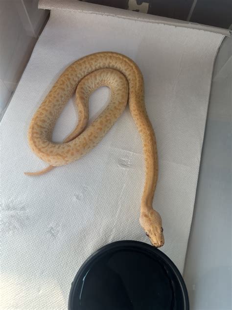 Image result for Burmese Python Pattern