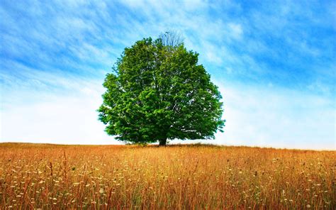 Trees Wallpapers - Wallpaper Cave