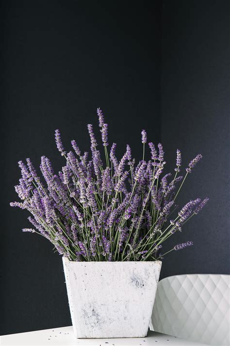 Close-up of Purple Lavender Plants · Free Stock Photo
