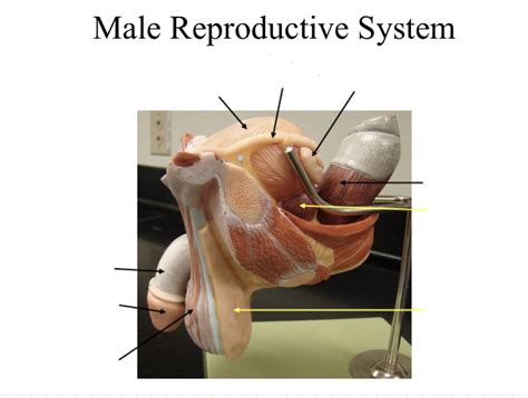 Image result for Male Reproductive System Anatomical Model
