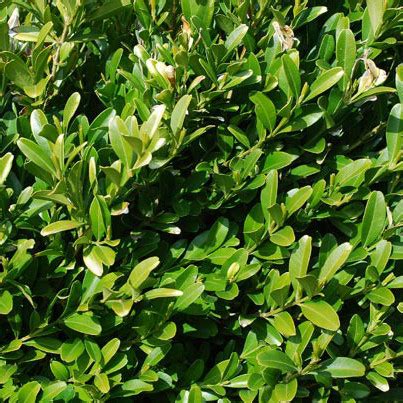 雀舌黄杨-玉环木本植物-图片