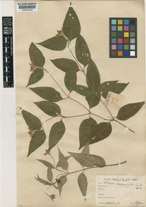 Wedelia calycina Rich. | Plants of the World Online | Kew Science