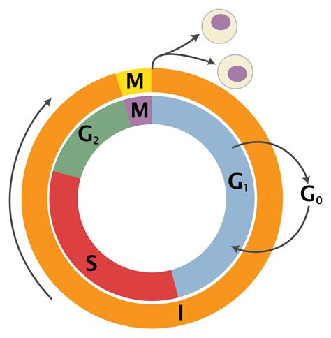 G2-M DNA damage checkpoint - Wikipedia