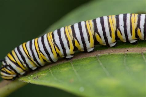 Free picture: butterfly, larvae, up-close, macro, insect, metamorphose