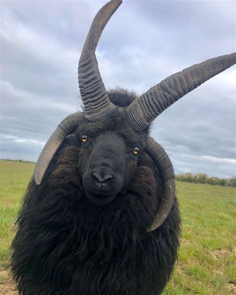 Black Sheep Horns