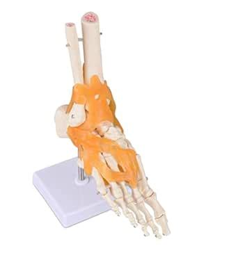 Spector Litt Foot Joint Model | Human Foot Model for Students, Clinics ...