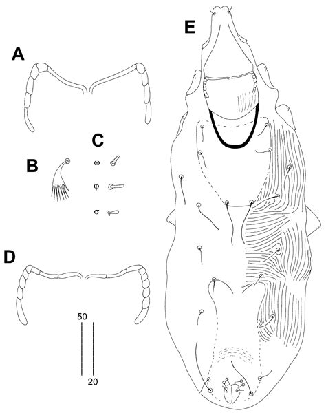 Quill Mites of the Subfamily Syringophilinae (Acariformes ...