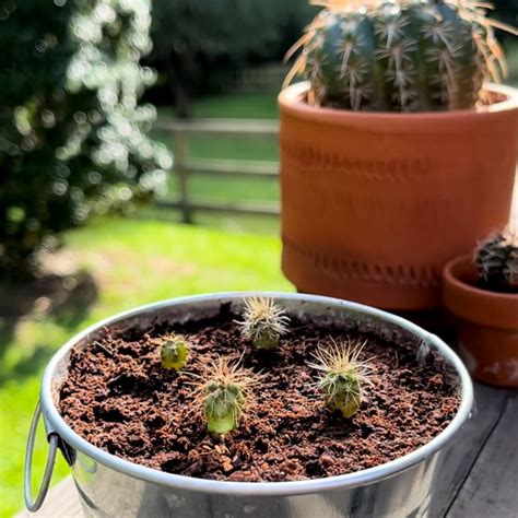How To Grow Cactus From Seed - Buzzy Seeds