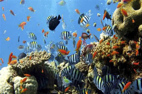 Hurghada - Sharm Elnaga Beach - Klook