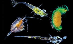 plankton 的图像结果