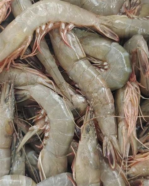 进口厄瓜多尔白虾大虾鲜活超大四斤海鲜对虾水产冻虾鲜虾基围虾 - 天澄渔老板海鲜