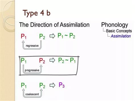 Image result for Types of Assimilation
