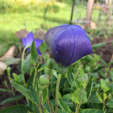 Blue Balloon Flower – Revival Seeds