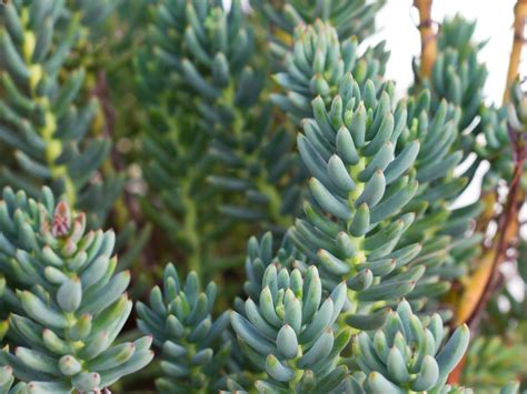 Caring For Sedum Turquoise Tails - How To Grow Turquoise Tails Sedum Plant