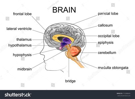 Image result for Brain Cells Reprogramming