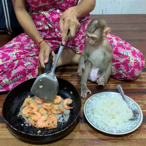 Monkey Cooking 的图像结果