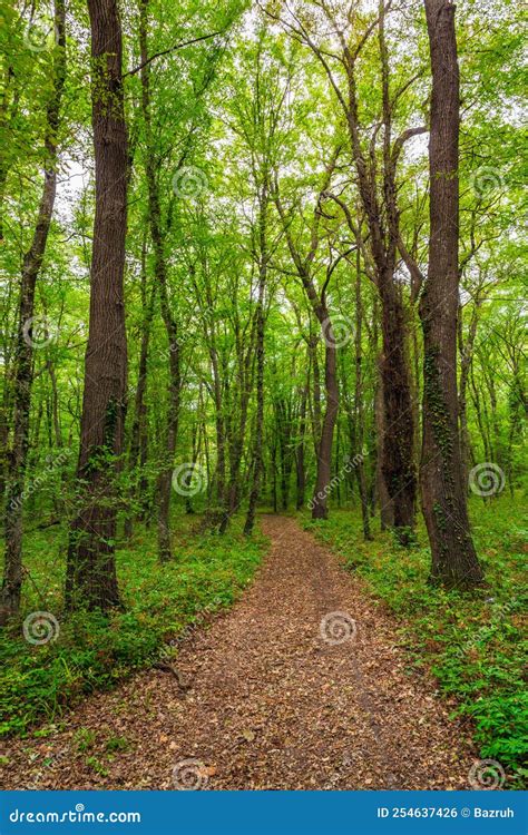 Path in the Green Dense Summer Forest Stock Photo - Image of narrow, ground: 254637426
