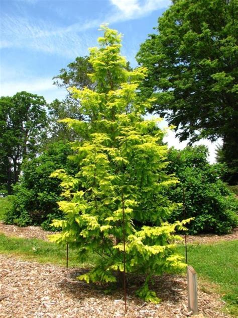 Metasequoia glyptostroboides 'Ogon' - Ogon dawn redwood, Gold Rush dawn ...